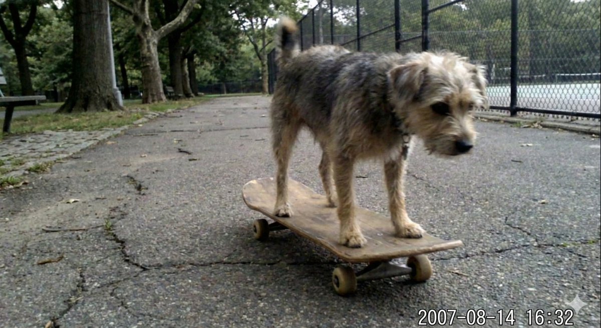 Dog on Skateboard Original iPhone Photo Prompt - Image 2